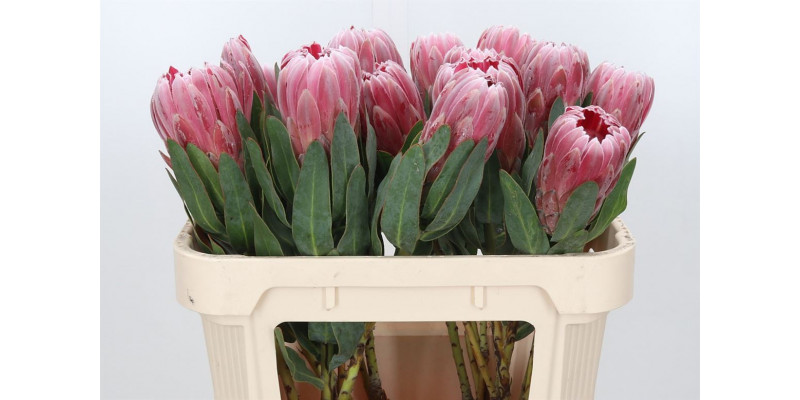 Protea Carnival 70cm A1 Col-Pink