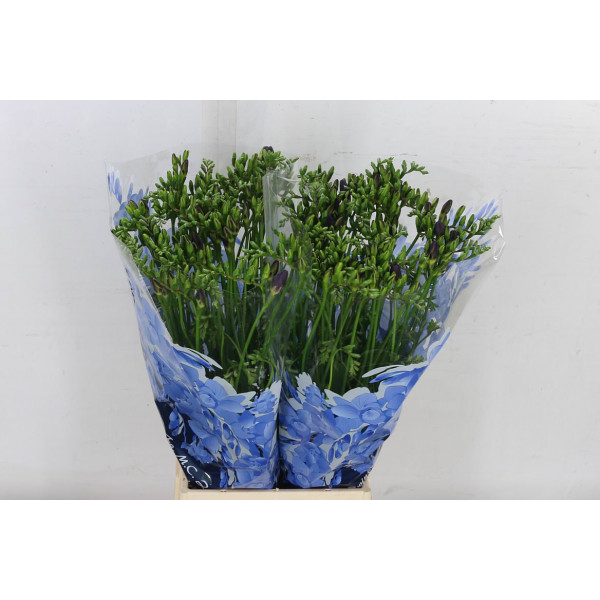 Freesias En Dark Blue 50cm EX Col-Blue