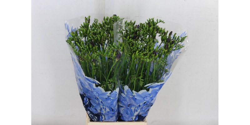 Freesias En Dark Blue 50cm EX Col-Blue