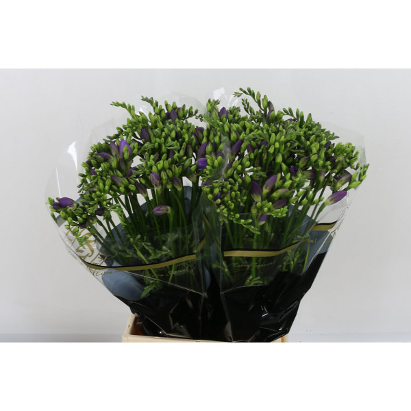 Freesias En Delta River 52cm A1 Col-Blue