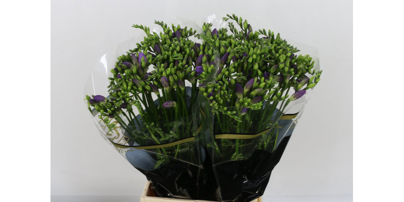 Freesias En Delta River 52cm A1 Col-Blue