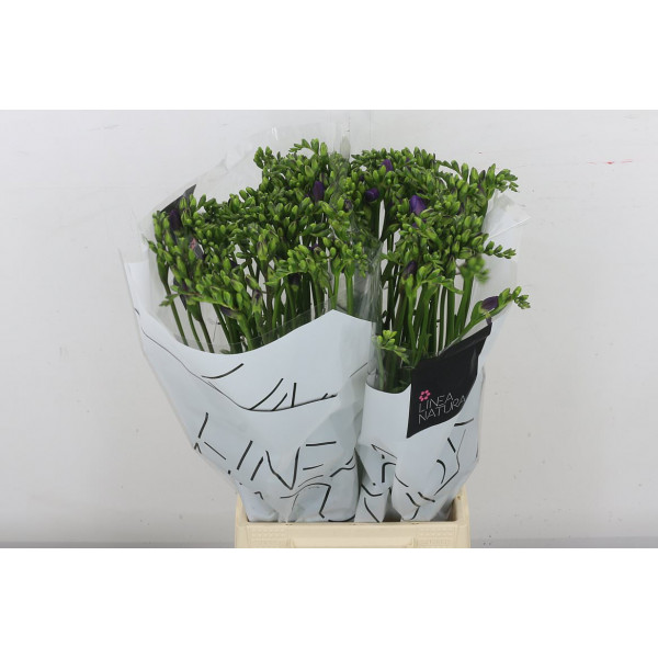 Freesias En Delta River 54cm A2 Col-Blue