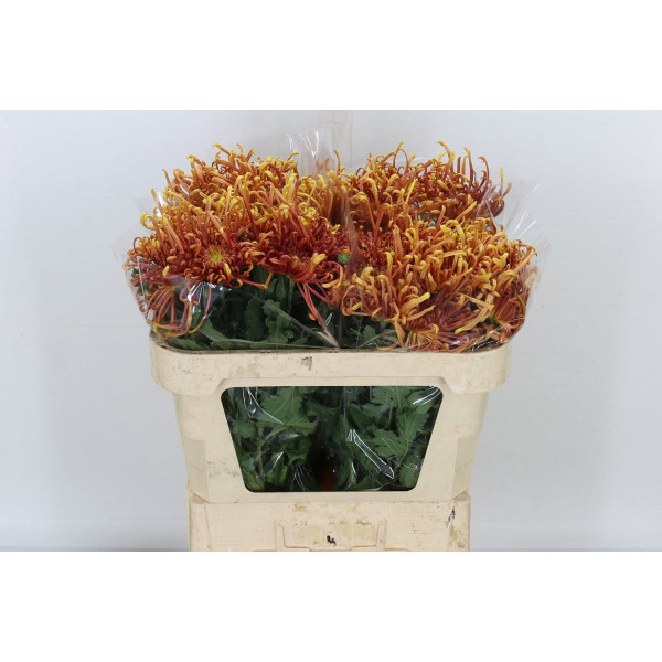 Chrysanthemums G Cobra 75cm A1 Col-Red