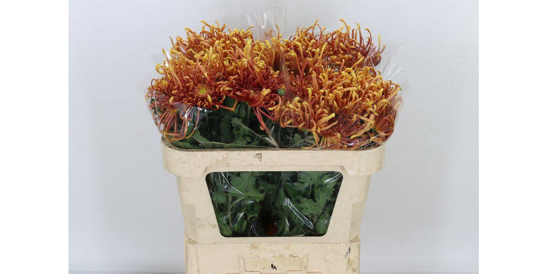 Chrysanthemums G Cobra 75cm A1 Col-Red