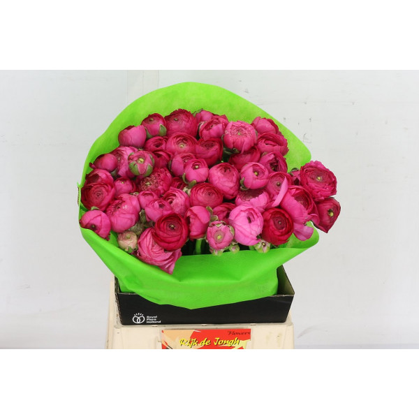 Ranunculus Hot Pink A1 Col-Dark Pink