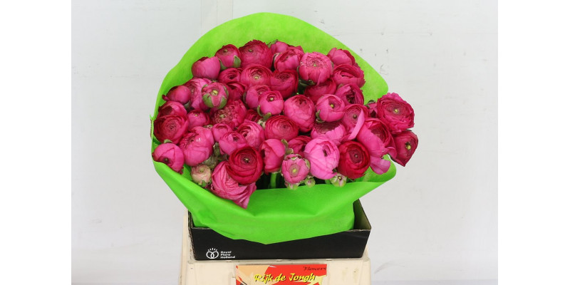 Ranunculus Hot Pink A1 Col-Dark Pink