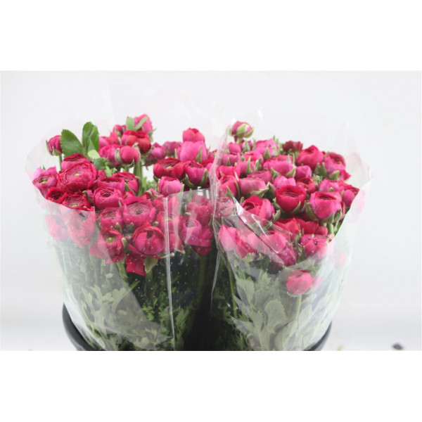 Ranunculus El Hot Pink 45cm  Col-Dark Pink