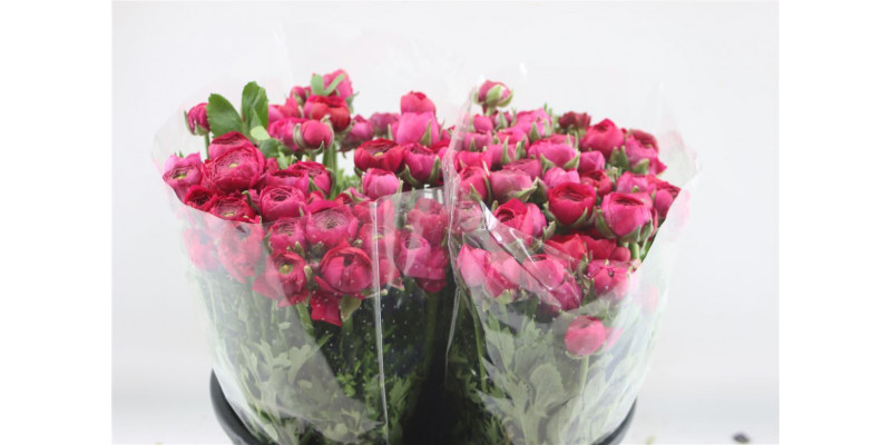 Ranunculus El Hot Pink 45cm  Col-Dark Pink