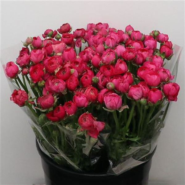 Ranunculus El Hot Pink Extra 45cm A1