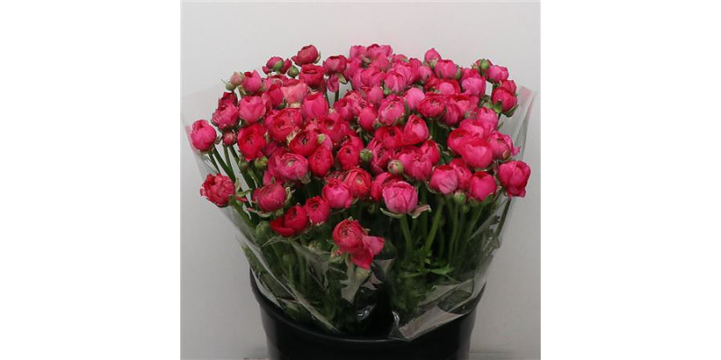 Ranunculus El Hot Pink Extra 45cm A1