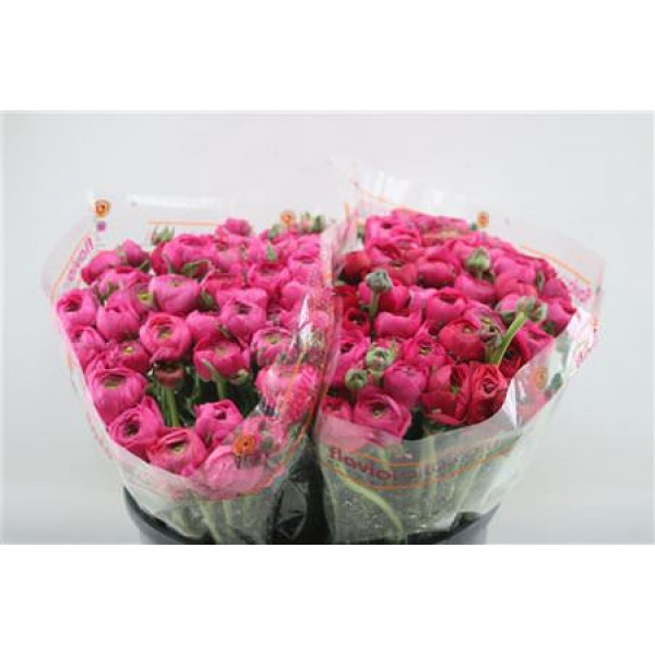 Ranunculus Elegance Hot Pink 45cm A1