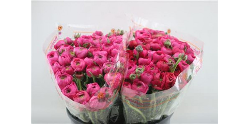 Ranunculus Elegance Hot Pink 45cm A1