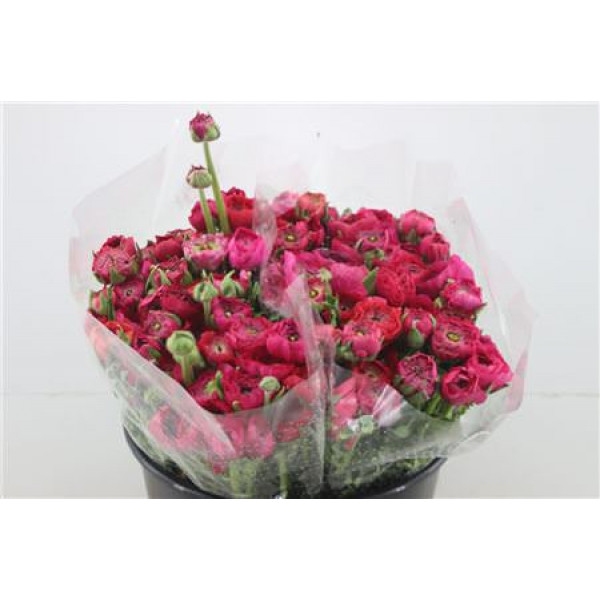 Ranunculus Ex Hot Pink Extra 40cm A1