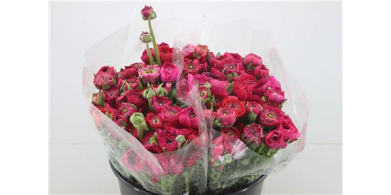 Ranunculus Ex Hot Pink Extra 40cm A1