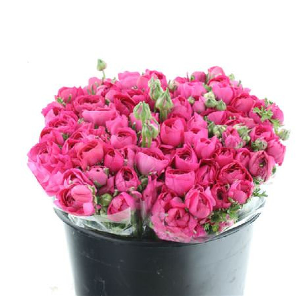Ranunculus El Sr Hot Pink Extra 40 cm A1
