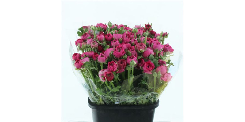 Ranunculus El Hot Pink 40 cm A1