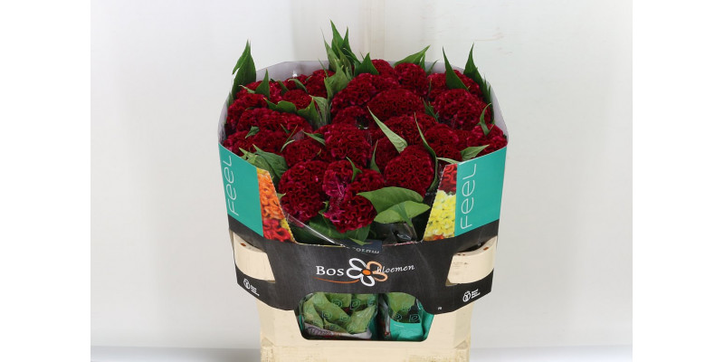 Celosia C Act Dara 75cm  Col-Burgundy