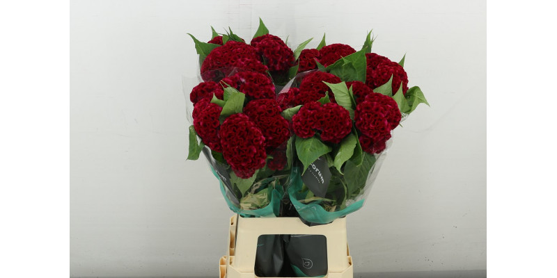 Celosia C Act Dara 72 cm A1