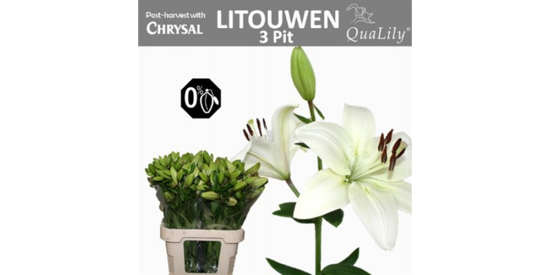 Lillys La Litouwen 3 Pit 85cm A1