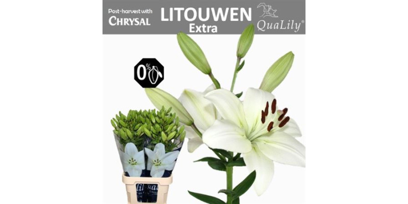 Lillys La Litouwen 5+ 95 A1White