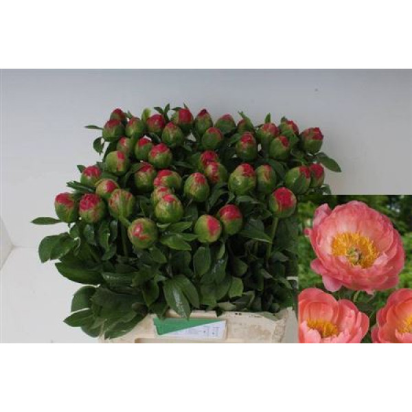 Paeonia Coral Sunset 60cm  Col-Salmon Pink