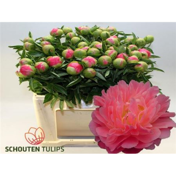 Peonies Pink Hawaiian Coral 60cm A1