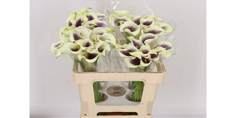 Zanthedeschias Calla Lilly Picasso 55cm A1