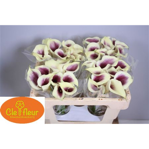 Zanthedeschias Calla Lilly Picasso 50cm A1