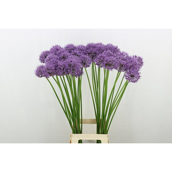 Allium Stratos 90cm A1