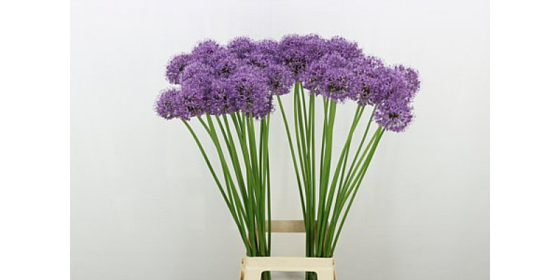 Allium Stratos 90cm A1