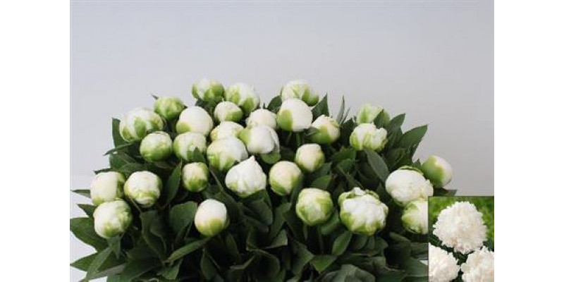 Peonies L Mme Cl Tain 55cm A1