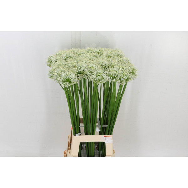Allium Mount Everest 90cm 90 cm A1
