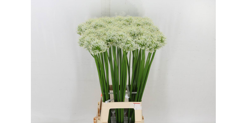 Allium Mount Everest 90cm 90 cm A1