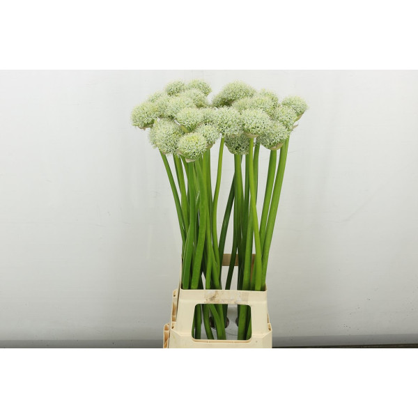 Allium White Giant Xl 85 cm A1