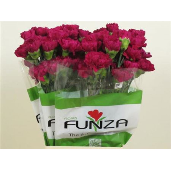 Dianthus St Golem 70cm A1 Col-Purple