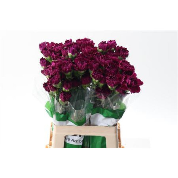 Dianthus St Golem Purple 60cm 60cm A1