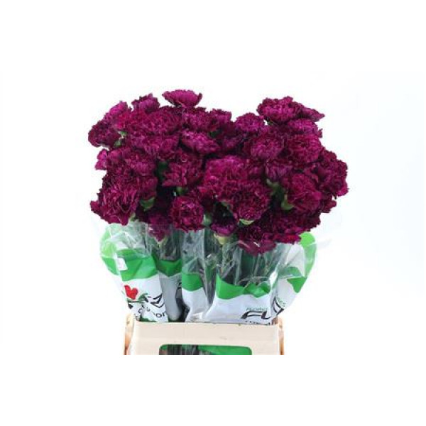 Dianthus St Golem Purple 70cm A1