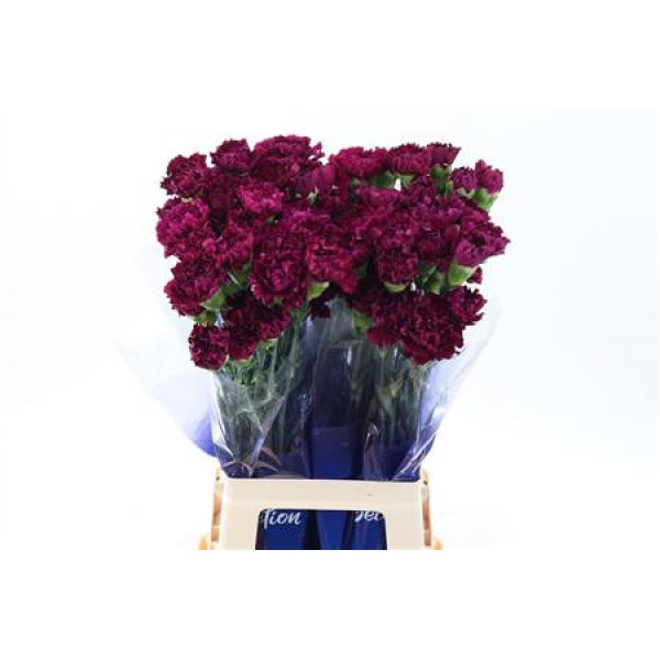 Dianthus St Golem Purple Hi 70cm A1