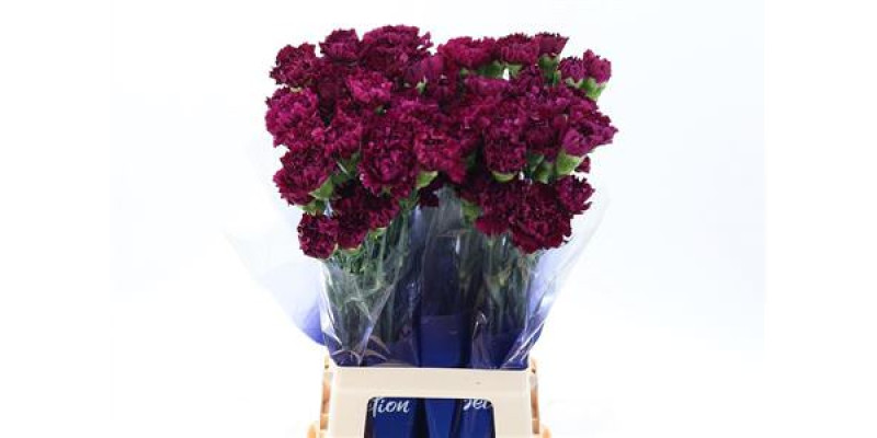 Dianthus St Golem Purple Hi 70cm A1
