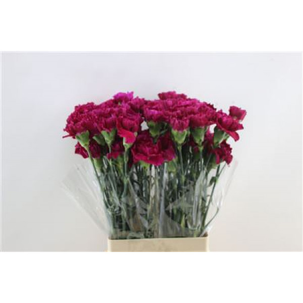 Dianthus St Golem 65cm A1