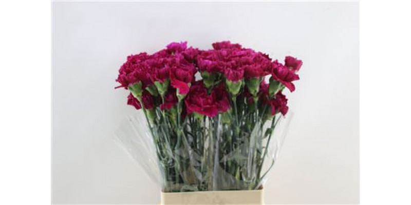 Dianthus St Golem 65cm A1