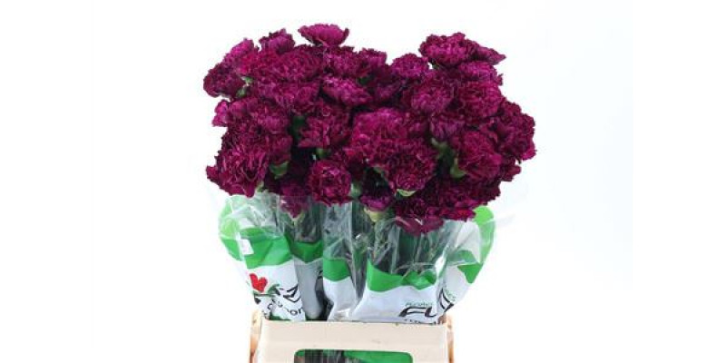 Dianthus St Golem Purple 70cm A1