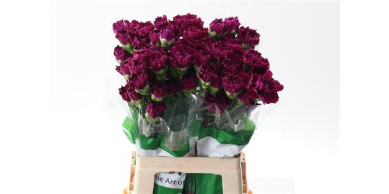 Dianthus St Golem Purple 60cm 60cm A1