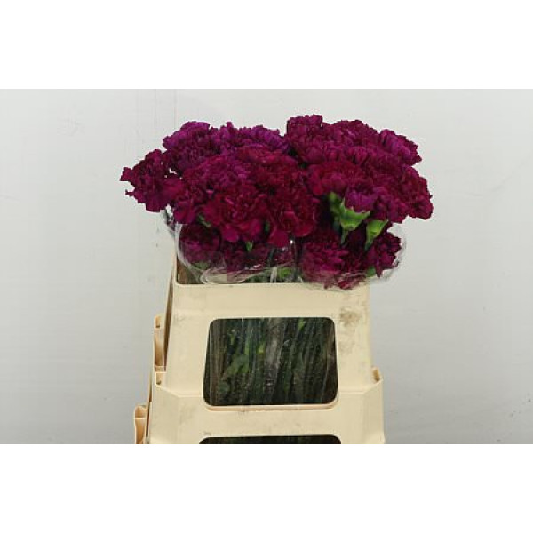 Dianthus .st Pur. Golem 55 55 cm 