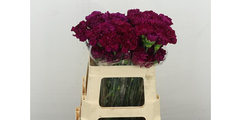 Dianthus .st Pur. Golem 55 55 cm 