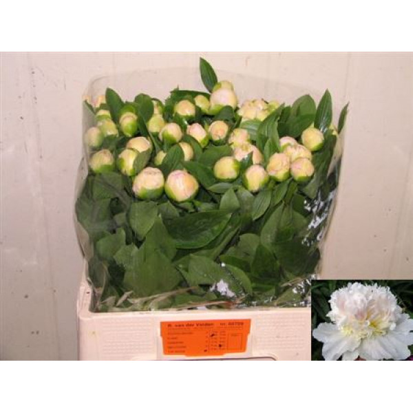 Peonies Top Brassica 55cm A1A1A1