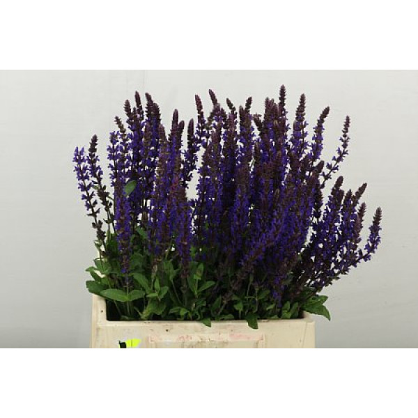 Salvia Nem Caradonna 45cm A1