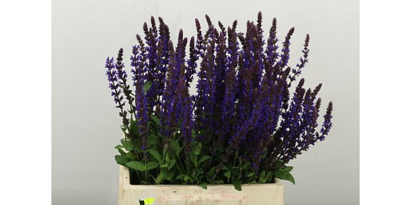 Salvia Nem Caradonna 45cm A1