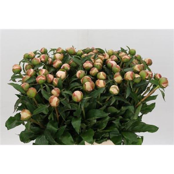 Peonies Pecher 40cm A1