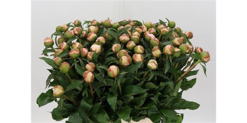 Peonies Pecher 40cm A1